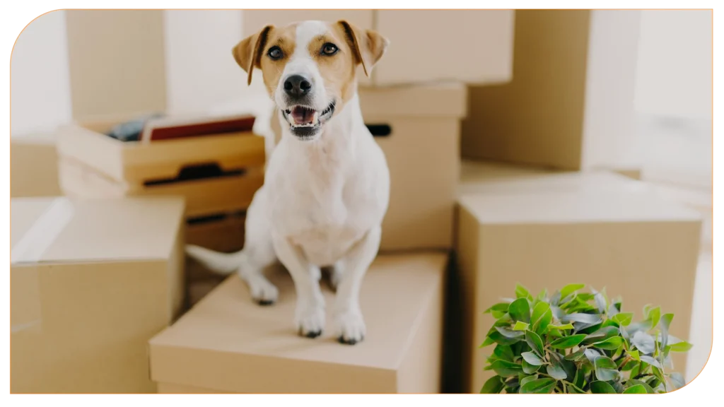 Criando um pet no seu apê: dicas e cuidados para o seu bichinho